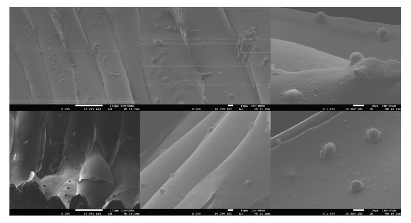 用hFOB細胞接種的3D管狀支架表面的SEM顯微照片顯示一些具有成骨細胞典型的橢圓形至紡錘形形態的細胞 用hFOB細胞接種的3D管狀支架表面的SEM顯微照片顯示一些具有成骨細胞典型的橢圓形至紡錘形形態的細胞